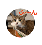 猫達と一言（個別スタンプ：4）
