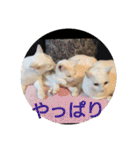 猫達と一言（個別スタンプ：5）