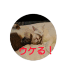 猫達と一言（個別スタンプ：6）