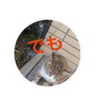 猫達と一言（個別スタンプ：7）