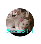 猫達と一言（個別スタンプ：8）