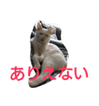 猫達と一言（個別スタンプ：9）