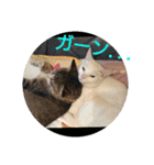 猫達と一言（個別スタンプ：10）