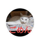 猫達と一言（個別スタンプ：11）
