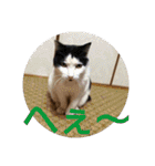 猫達と一言（個別スタンプ：12）