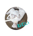 猫達と一言（個別スタンプ：13）
