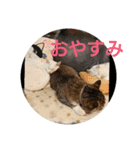 猫達と一言（個別スタンプ：14）