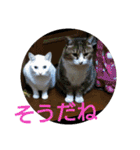 猫達と一言（個別スタンプ：15）