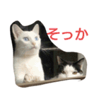 猫達と一言（個別スタンプ：16）