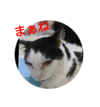 猫達と一言（個別スタンプ：18）