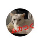 猫達と一言（個別スタンプ：19）