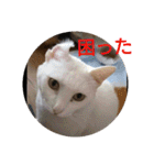 猫達と一言（個別スタンプ：20）