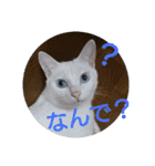 猫達と一言（個別スタンプ：21）