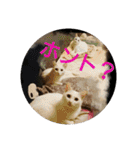 猫達と一言（個別スタンプ：22）