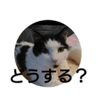 猫達と一言（個別スタンプ：23）