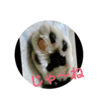 猫達と一言（個別スタンプ：24）