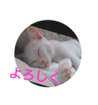 猫達と一言（個別スタンプ：25）