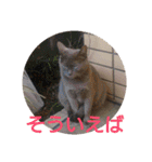 猫達と一言（個別スタンプ：26）