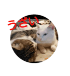 猫達と一言（個別スタンプ：27）