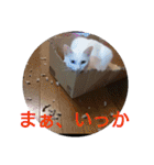 猫達と一言（個別スタンプ：28）