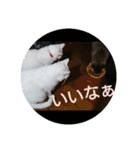 猫達と一言（個別スタンプ：30）