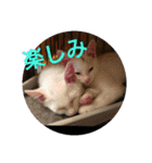 猫達と一言（個別スタンプ：31）