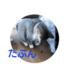 猫達と一言（個別スタンプ：32）