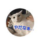 猫達と一言（個別スタンプ：34）