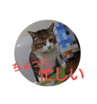 猫達と一言（個別スタンプ：35）