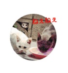 猫達と一言（個別スタンプ：36）