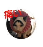 猫達と一言（個別スタンプ：38）