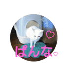 猫達と一言（個別スタンプ：39）