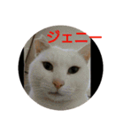 猫達と一言（個別スタンプ：40）