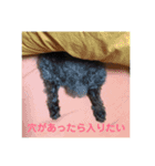 トイプードルのひよこさん（個別スタンプ：1）