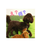 トイプードルのひよこさん（個別スタンプ：2）