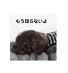 トイプードルのひよこさん（個別スタンプ：8）