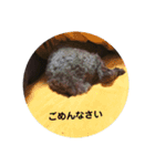 トイプードルのひよこさん（個別スタンプ：12）