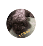 トイプードルのひよこさん（個別スタンプ：13）