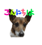 ジャックラッセル16才 2（個別スタンプ：3）