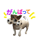 ジャックラッセル16才 2（個別スタンプ：11）