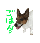 ジャックラッセル16才 2（個別スタンプ：16）