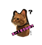 茶トラの大ちゃん（個別スタンプ：2）
