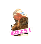 茶トラの大ちゃん（個別スタンプ：3）
