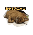 茶トラの大ちゃん（個別スタンプ：4）