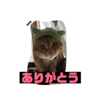 茶トラの大ちゃん（個別スタンプ：6）