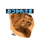 茶トラの大ちゃん（個別スタンプ：7）