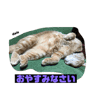 茶トラの大ちゃん（個別スタンプ：8）