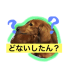 我が家のニチジョー。（個別スタンプ：12）