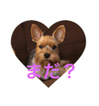 テトタロ（個別スタンプ：1）