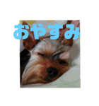 テトタロ（個別スタンプ：4）